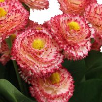 Kunstblume, künstliche Bellis im Bund, Gänseblümchen Weiß-Pink L32cm 10St