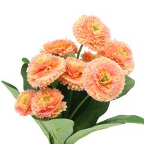Gänseblümchen künstlich Pfirsichfarben 24cm 2St