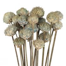 Wild Daisy Trockenblumen Deko Blau Grün H36cm 20St