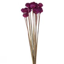 Wild Daisy Trockenblumen Deko Violett H36cm 20St