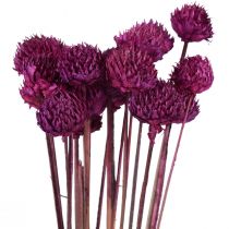 Wild Daisy Trockenblumen Deko Violett H36cm 20St