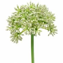 Allium künstlich Weiß 55cm