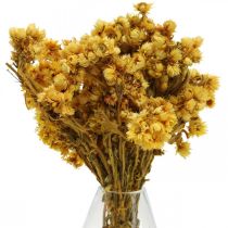 Mini Strohblume Gelb Trockenblumen Bund Trockenstrauß H20cm 15g