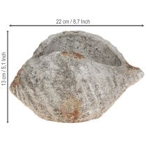 Artikel Blumentopf Muschel aus Steinoptik Antikgrau 22×18×13 cm für Wohn- und Tischdekoration