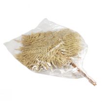 Artikel Trockenblumen Farnblätter Naturfarben 70cm 10 Stück für Wohn- und Tischdekoration