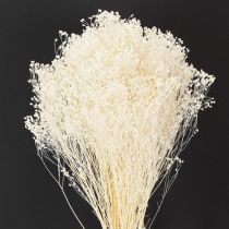 Artikel Broom Bloom Gebleicht Trockenblumen Weiß Lange Haltbarkeit 100g
