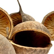 Buddha Nut Natur 15St