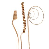 Artikel Cane-Zweige Naturspiralen 30–45 cm 75 Stück