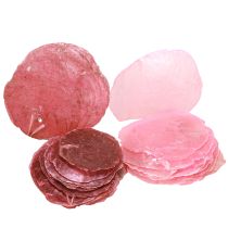 Artikel Capiz Muschel Deko in Rosa Berry 5cm–8cm Mix 60 St