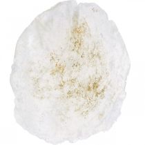 Artikel Maritim, Capiz-Muscheln 5–10cm, Perlmutt, Naturartikel 1kg