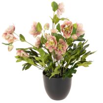 Artikel Künstliche Christrose Helleborus im Topf 50cm rosa-grün für Wohnraumdekoration
