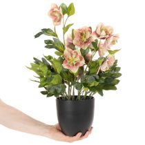 Artikel Künstliche Christrose Helleborus im Topf 50cm rosa-grün für Wohnraumdekoration