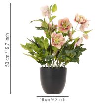Artikel Künstliche Christrose Helleborus im Topf 50cm rosa-grün für Wohnraumdekoration