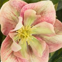 Artikel Künstliche Christrose Helleborus im Topf 50cm rosa-grün für Wohnraumdekoration