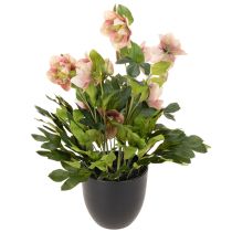 Artikel Künstliche Christrose Helleborus im Topf 50cm rosa-grün für Wohnraumdekoration