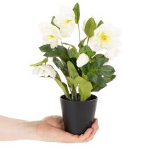 Artikel Christrose künstlich Topfblume 34 cm weiß für Tischdekoration