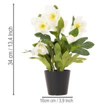 Artikel Christrose künstlich Topfblume 34 cm weiß für Tischdekoration