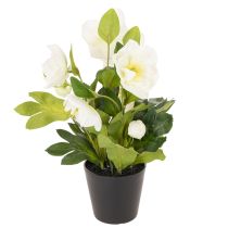Artikel Christrose künstlich Topfblume 34 cm weiß für Tischdekoration