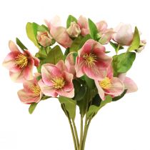 Artikel Eleganter Strauß Rosa Christrosen – 35 cm 6St.