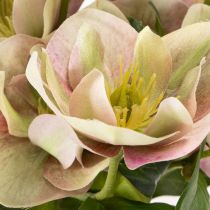 Artikel Künstliche Christrose Rosa-Grün 30 cm Bund mit 4 Stielen