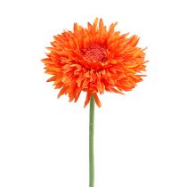 Chrysantheme Teddy 63cm Orange