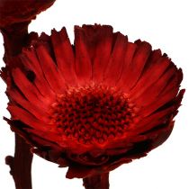 Artikel Trockenblumen Compacta Rosette Rot aus Holz Ø4,5–6,5cm 40 Stück
