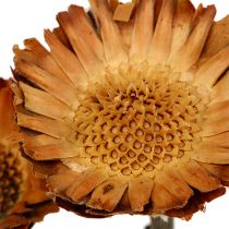 Artikel Trockenblume Compacta Rosette naturfarben 26-30cm 100 Stück