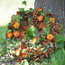 Artikel Zapfen Pinus Maritima 10cm - 15cm Natur 3 St