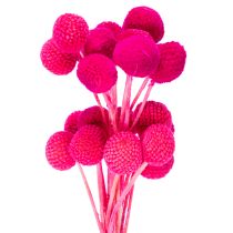 Artikel Craspedia Trockenblumen Bund 55 cm Pink 20 Stiele für Wohn- und Tischdekoration