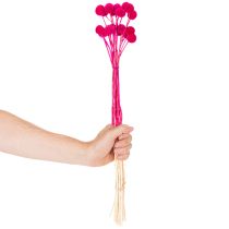 Artikel Craspedia Trockenblumen Bund 55 cm Pink 20 Stiele für Wohn- und Tischdekoration