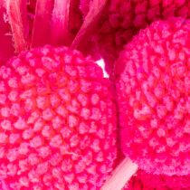 Artikel Craspedia Trockenblumen Bund 55 cm Pink 20 Stiele für Wohn- und Tischdekoration