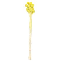 Artikel Craspedia gelbgrün Trockenblumen für DIY-Deko 50-55cm 20St