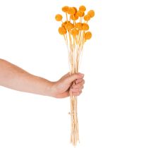 Artikel Craspedia Trockenblumenstrauß Orange 55 cm 20 Stiele