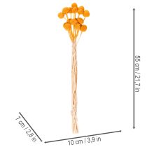 Artikel Craspedia Trockenblumenstrauß Orange 55 cm 20 Stiele
