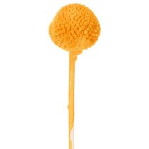 Artikel Craspedia Trockenblumenstrauß Orange 55 cm 20 Stiele