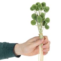 Artikel Trockenblumen Craspedia Kugeln für stilvolle Herbstdekorationen 55cm 20St