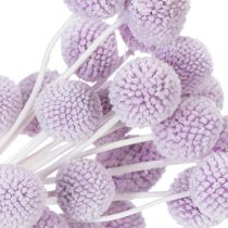 Artikel Craspedia Trockenblumen Helllila 55cm 20 Stiele für Tischdekoration