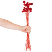 Artikel Trockenblumen Craspedia Rot 55cm 20 Stiele für Wohn- und Tischdekoration