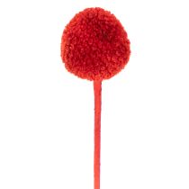 Artikel Trockenblumen Craspedia Rot 55cm 20 Stiele für Wohn- und Tischdekoration