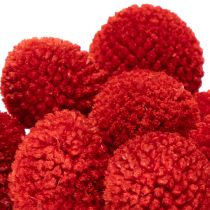 Artikel Trockenblumen Craspedia Rot 55cm 20 Stiele für Wohn- und Tischdekoration