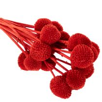 Artikel Trockenblumen Craspedia Rot 55cm 20 Stiele für Wohn- und Tischdekoration