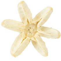 Artikel Deko Blüte gebleicht 12 St