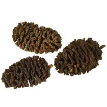 Artikel Deko Zapfen Erlenzapfen Natur zum Dekorieren 3-4cm 200g