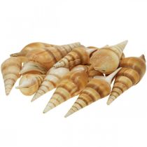 Deko maritim Schneckenhaus Schneckenmuschel spitz 1kg