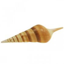 Deko maritim Schneckenhaus Schneckenmuschel spitz 1kg