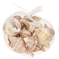 Artikel Muschel Schalen Deko Creme Braun Gestreift 3cm–8cm 300g