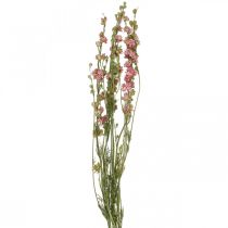 Artikel Trockenblume Rittersporn, Delphinium Rosa, Trockenfloristik L64cm 25g