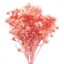Artikel Distel getrocknet Dekozweig Altrosa Trockenblumen 100g