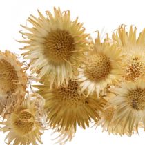 Distel getrocknet Dekozweig Bergdistel Alpendistel 10St