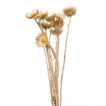 Distel getrocknet Dekozweig Bergdistel Alpendistel 10St
